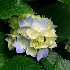 دعاء الشيخ هيثم الدخين