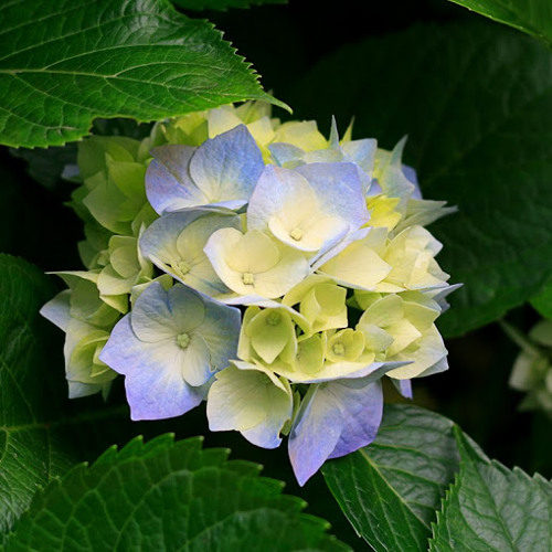 دعاء الشيخ هيثم الدخين