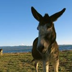 Donkey-Center Lesvos