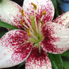 The Color Songs For Kindergarten