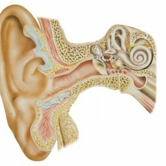 biauricular confluence