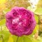 Denise Mary Rose