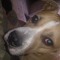 Dingo le Moine