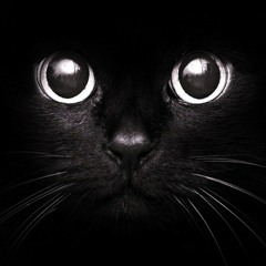 The Black Cat