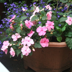 Mrs John Ball  &  Family