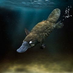 AD(H)D- DJ (haydenCLARK)