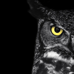 Black owl