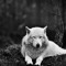 DaWolf ForreStorm