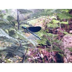 vanhoutenivyvanhouten