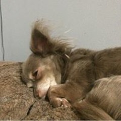 Foreign Noah Hella Low