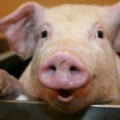 Joseph Darragh Thompson 1