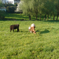 Komposition & Arrangement