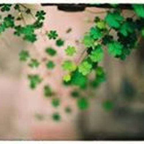 Lạc Mất Mùa Xuân - Anh Tú