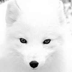 PhantomFox