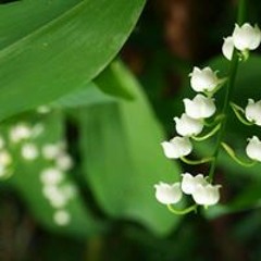 Lily Lilies