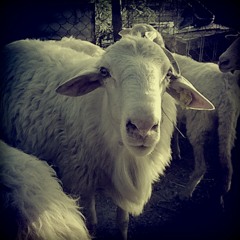 NANDOMAN DEM EXTENDED