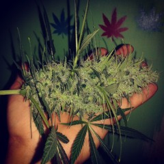 ErickVillarroelManríquez