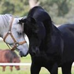 شيلة مطلوبه ناضرت _ النحر ذباح والعنق ياعنق الغزال _ اميرة الزفاف [fm].mp3