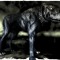 Shiverhound