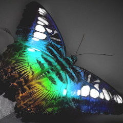 Beautiful Melodic ƸӜƷ