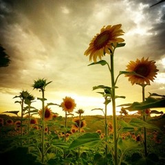 raymondharveyraymond