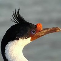 Alvaro Cuevas Becerra