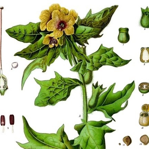 Белена схема. Белена сетчатая. Белена яголки. Белена черная побег. Белена куст.