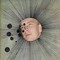 Angus Casey