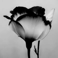 sphokazi_smileflower