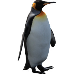 Penguin Studio