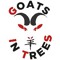 Goats In Trees