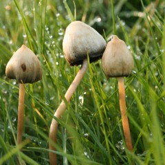 Psilocybe semilanceata