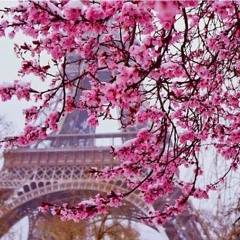 Sakura Mai (Sakura Chan)