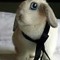 chubby_bunny00
