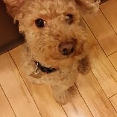 Teresa Ross Falkenstein