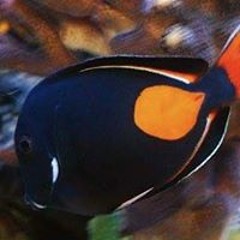 Distribuidora Valencia