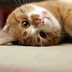 اناشيدى اﻻسﻻمية