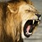 ZION_LION