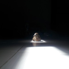 Dominic Stompie Van Zijl