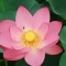 Masanori Mi