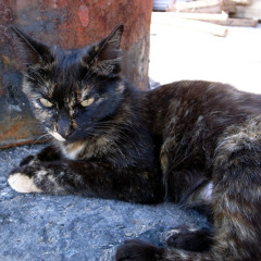 2025-11-16-13-41-30 piano + epiano