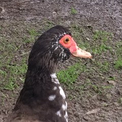 qwackers
