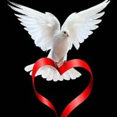 user547094809