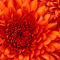 Shakara Lilly