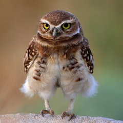 Owly P