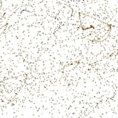 P. Gourmet Productions