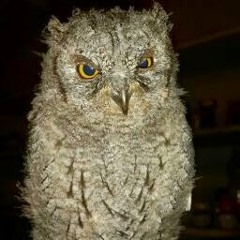 Levend Aytaç Karpat