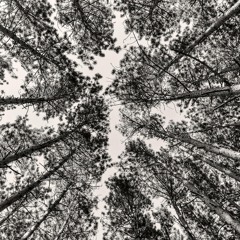 Mark Newcome Kartarik