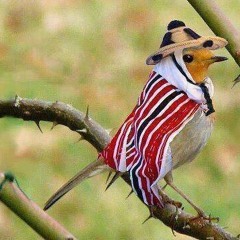 صنعاني