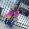 baby_blue_pretty_girl